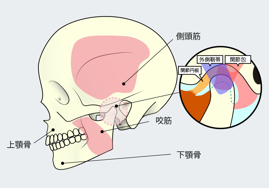 顎周辺の構造